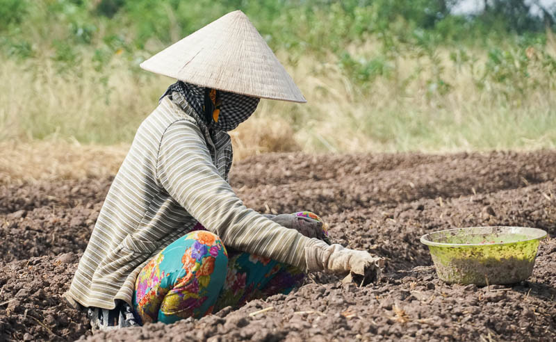 Để có thu nhập trang trải cuộc sống họ đi cấy hành thuê cho những hộ trồng hành tại địa phương.