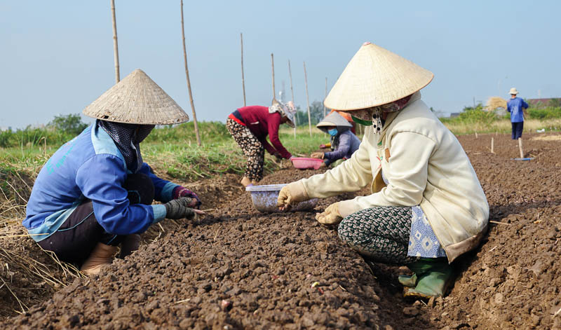 Dầm mưa - giãi nắng là công việc thường nhật của người người trồng hành thuê. Bà Lý Thị Thal (Vĩnh Châu, Sóc Trăng) có trên 30 năm trồng hành thuê cho biết, sáng sớm phải ra đồng cấy hành đến chiều mới về tiền công mỗi ngày được trả 170.000 đồng.