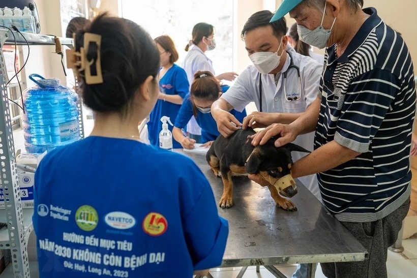 Công tác tổ chức tiêm vaccine phòng bệnh dại cho đàn chó hiện chưa đạt hiệu quả cao. (Ảnh minh họa: TTXVN)