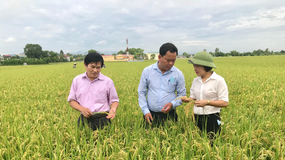 Hà Nội: Nâng cao chất lượng các vùng trồng lúa theo tiêu chuẩn VietGAP