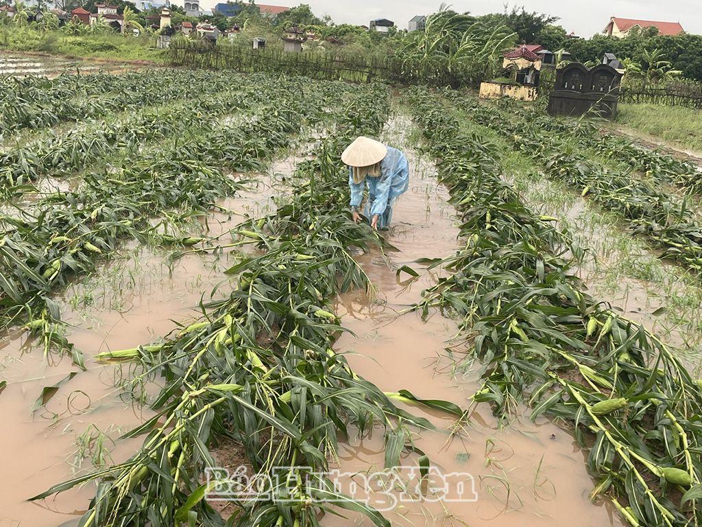 cap xuat cho tinh hung yen tren 325 tan gao khac phuc thiet hai do con bao so 3 hinh 2