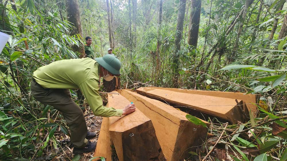 Hiện trường vụ án khai thác gỗ trái phép. Ảnh: Hoài Thanh