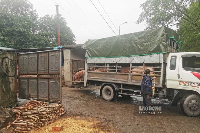 Hạ Long sẽ thu hút đầu tư 4 lò mổ tập trung từ năm 2025