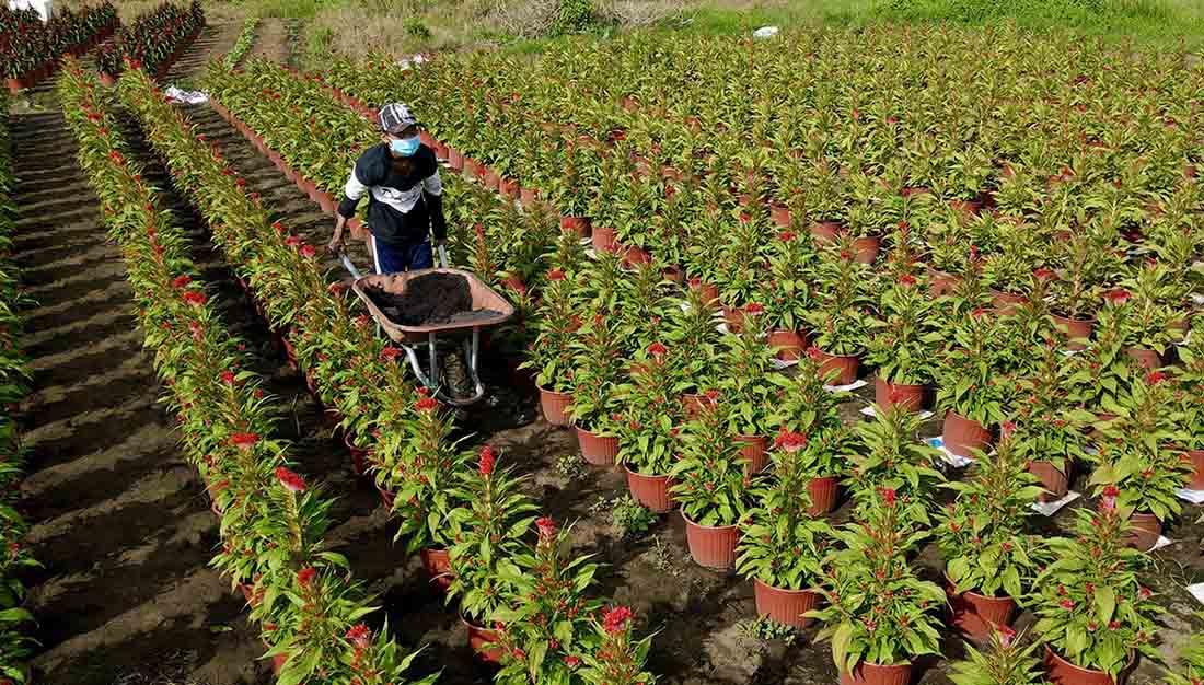 Người dân tận dụng trồng các cây ngắn ngày. Ảnh: Anh Tú