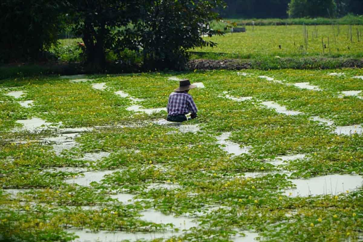 Dự án bị “treo” tận 25 năm, nhiều người dân có đất trong khu quy hoạch không dám xây nhà ở, chỉ lợp cái chòi lụp xụp ở tạm và trồng hoa màu ngắn ngày. Ảnh: Anh Tú