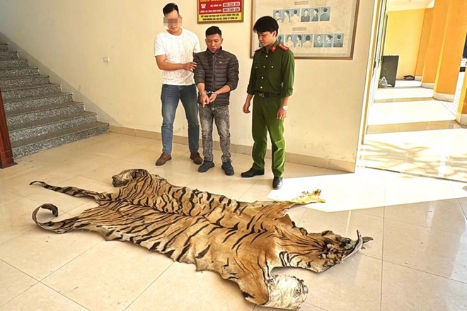 Bắt giữ đối tượng vận chuyển bộ da hổ dài hơn 3m
