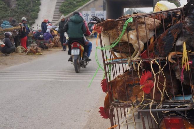 Hà Nội yêu cầu giám sát chặt chẽ việc tập kết, buôn bán động vật để phòng dịch,