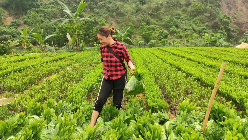 Chủ vườn ươm chị Tằng A Múi - có hơn 10 năm làm vườn ươm keo giống tại thôn Hà Bắc, xã Hà Lâu đang chọn cây keo giống cho khách.