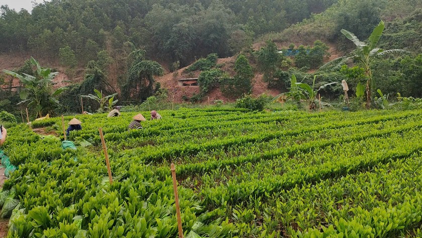 Vườn ươm cũng gặp khó khăn do nắng nóng kéo dài, phải nhập cây giống từ nơi khác về khiến giá tăng cao so với cùng kỳ.