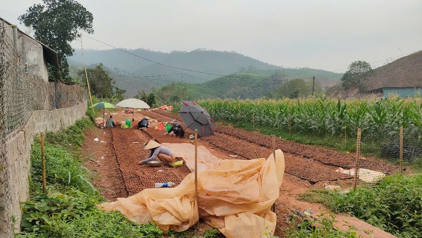 Không chỉ khó khăn về cây giống mà nhân công cũng thiếu, phải thuê lao động từ tỉnh ngoài như Lào Cai, Yên Bái, Hà Giang khiến chi phí đã cao lại cao hơn.