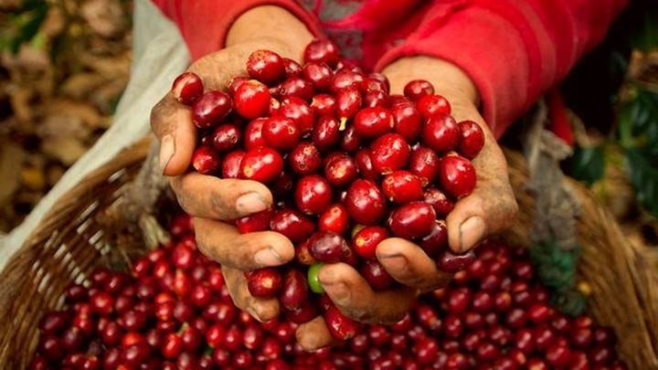 Giá nông sản hôm nay ngày 27/6/2025: Giá cà phê tiếp tục lao dốc