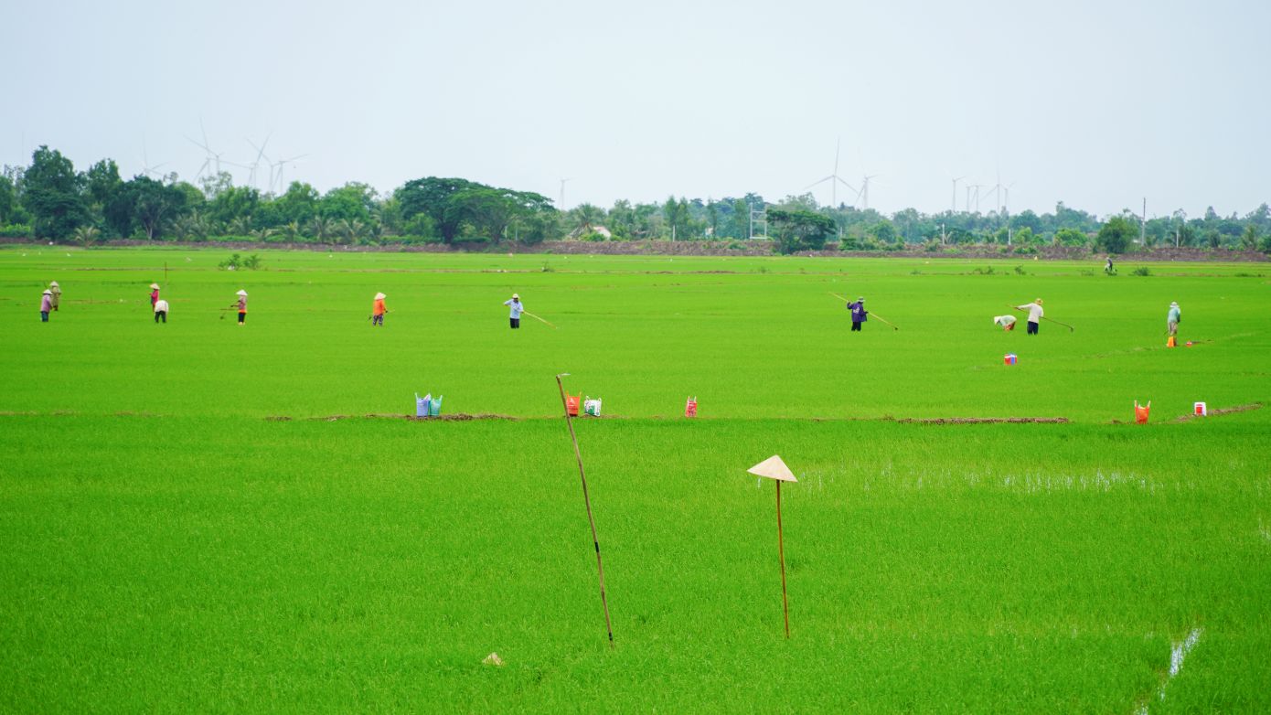 Tháng 7, khi nắng đã dịu hơn trên những cánh đồng ở huyện Trần Đề (Sóc Trăng), cũng là lúc mùa giặm lúa bước vào giai đoạn nhộn nhịp nhất. Từ tờ mờ sáng, từng tốp người nối nhau xuống ruộng, tay cầm móc lúa, đầu cúi lom khom giữa bùn non để kịp một ngày công trọn vẹn.