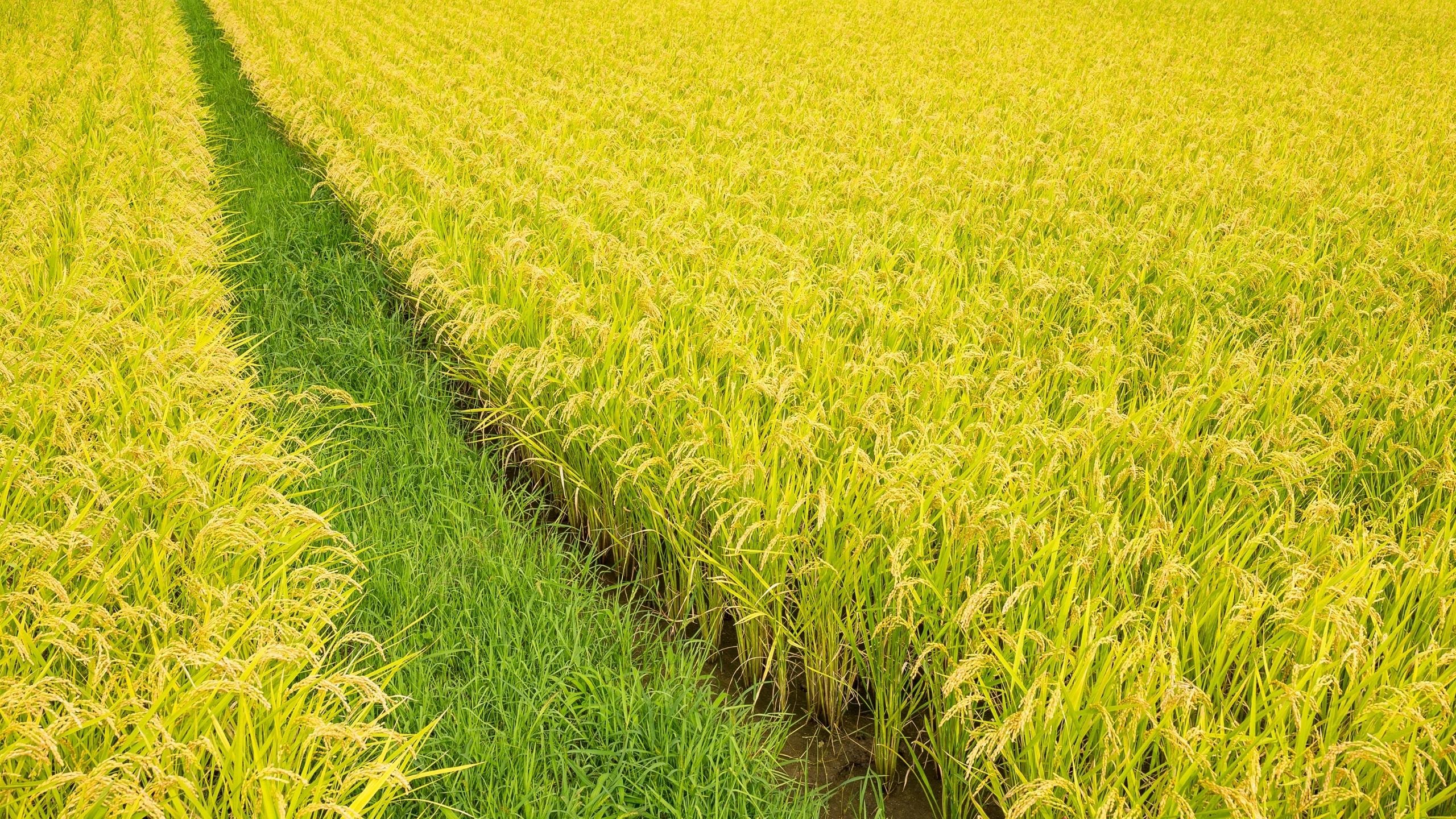 Chặng đường “kỳ tích” của ngành lúa gạo Việt Nam