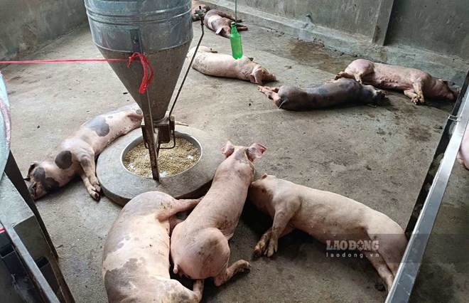 Cảnh báo dịch tả lợn Châu Phi, người chăn nuôi Hưng Yên cần chủ động phòng chống