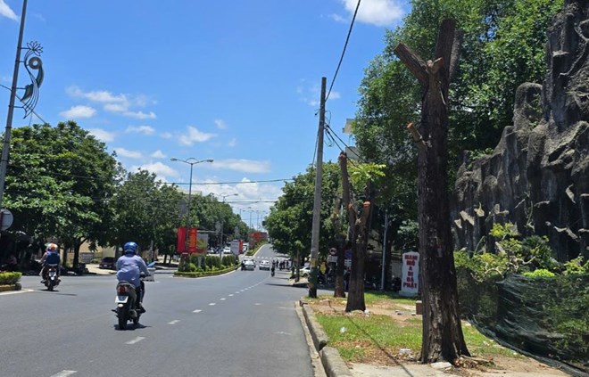 Yêu cầu rà soát việc chặt hạ, di dời cây xanh trên đường Hùng Vương