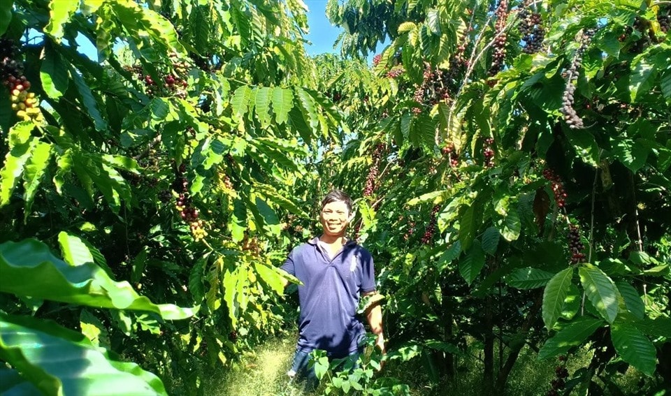 Giá nông sản hôm nay 13/8: Cà phê lập đỉnh mới, hồ tiêu neo giá cao