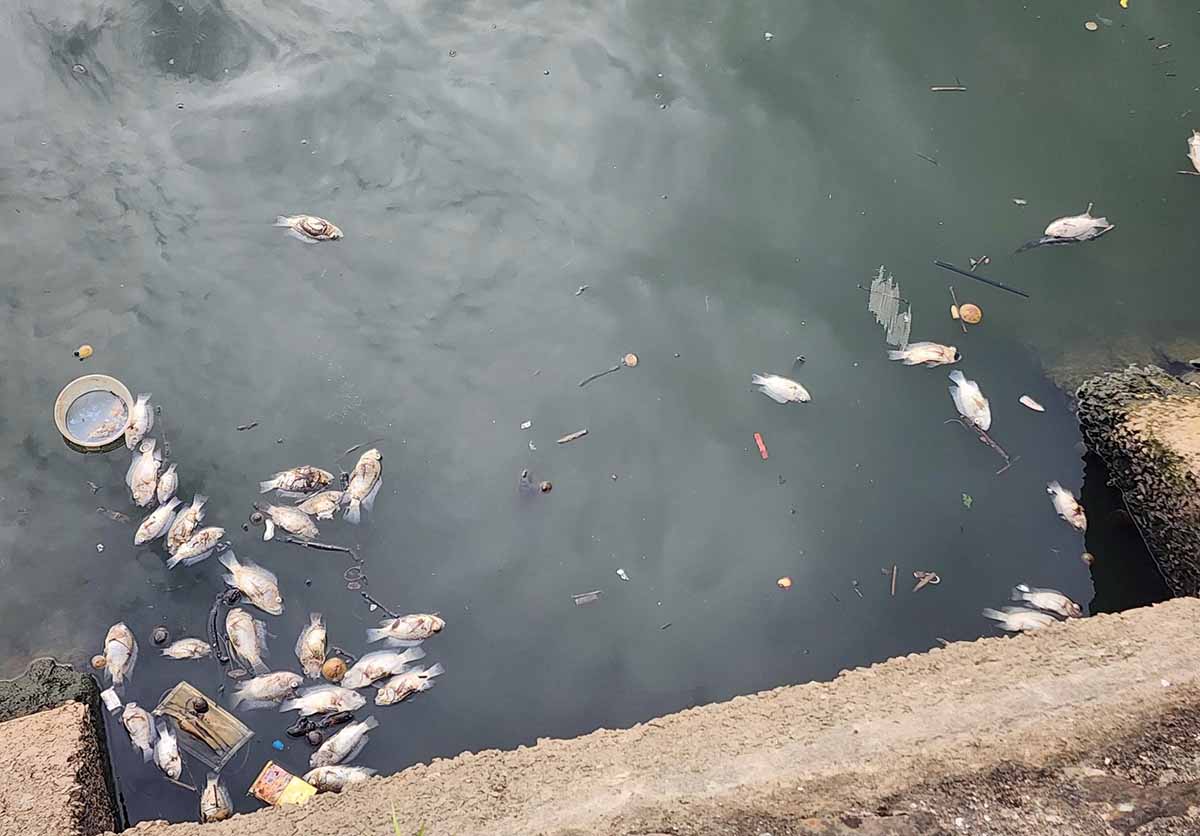 Cá chết bốc mùi hôi thối ảnh hưởng môi trường. Ảnh: Trần Tuấn.