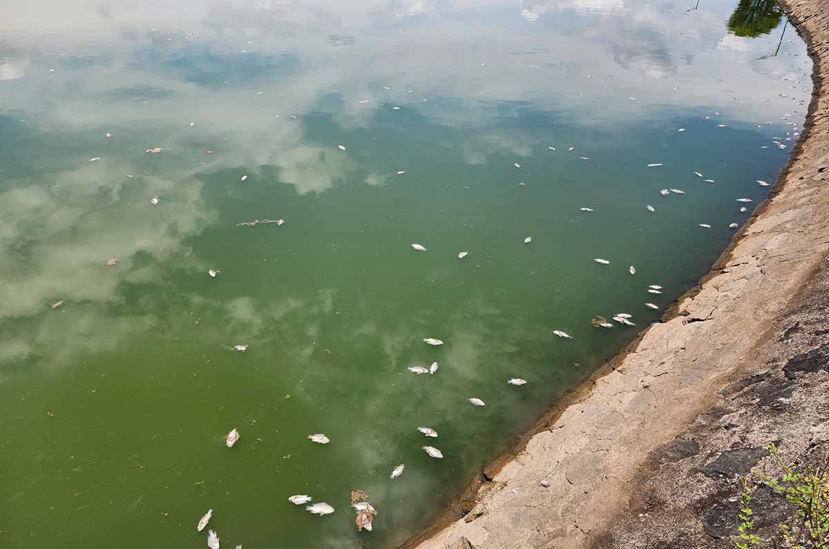 Ảnh: Trần Tuấn.