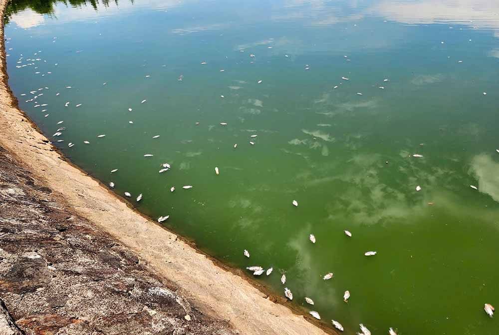 Cá chết nổi trắng hồ. Ảnh: Trần Tuấn.