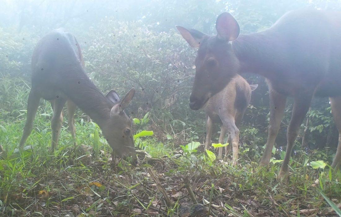 Máy bẫy ảnh ghi lại 3 cá thể nai kiếm ăn trong Khu bảo tồn thiên nhiên Bắc Hướng Hóa vào ngày 28.5.2025.