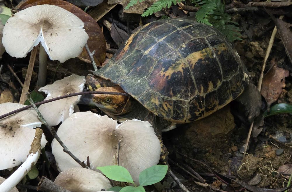 Cá thể rùa hộp trán vàng miền Trung. Ảnh: BQL rừng đặc dụng Nam Quảng Trị