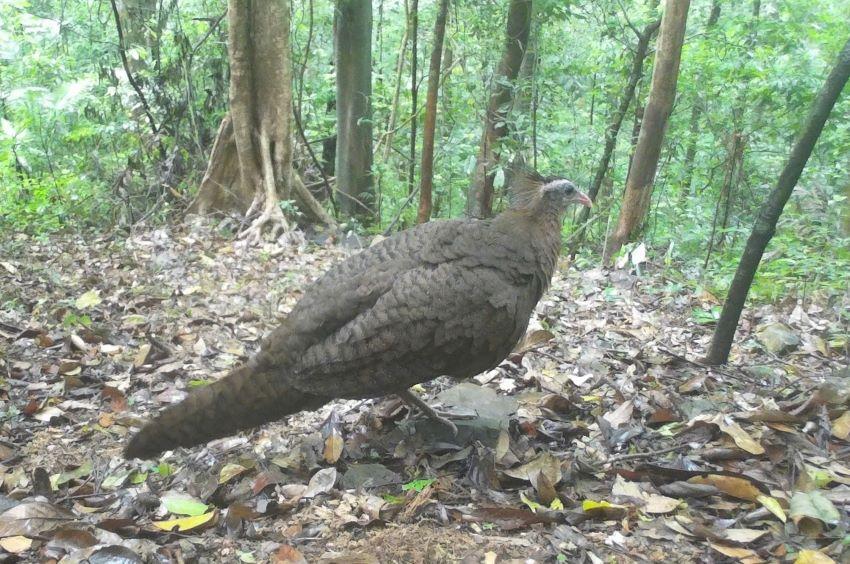 Trĩ sao được máy bẫy ảnh phát hiện trong Khu Bảo tồn thiên nhiên Bắc Hướng Hóa vào ngày 26.5.2025