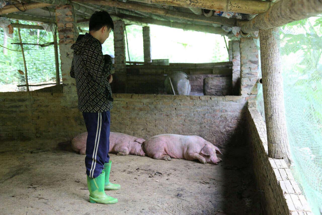 Phú Thọ có nghìn hộ chăn nuôi lợn quy mô nông hộ, điều kiện chăn nuôi chưa đảm bảo nên nguy cơ lây lan dịch bệnh cao. Ảnh: Bình Khang