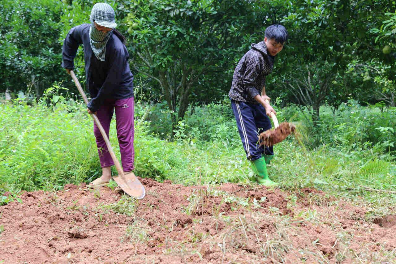 Hộ dân tại xóm Rên, xã Toàn Thắng, tỉnh Phú Thọ chôn lấp lợn chết vì bệnh dịch tả lợn Châu Phi. Ảnh: Bình Khang
