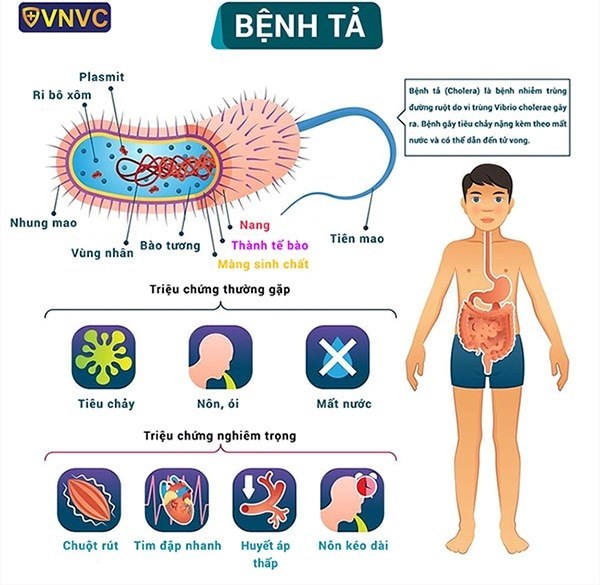 WHO cảnh báo, Việt Nam đối mặt nguy cơ dịch tả xâm nhập