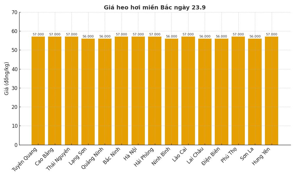 Giá heo hơi hôm nay 23.9 tại miền Bắc. Đồ họa: Thùy Linh