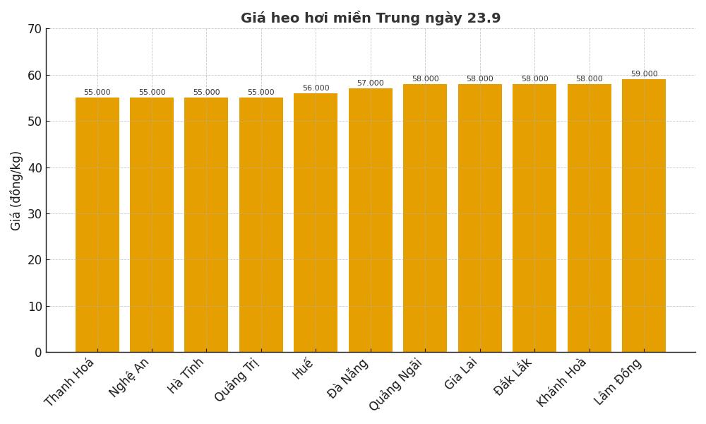 Giá heo hơi hôm nay 23.9 tại miền Trung. Đồ họa: Thùy Linh