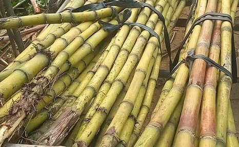 Huyết áp cao có nên uống nước mía không?