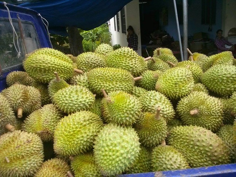Giá sầu riêng hôm nay 10/10: Thị trường ổn định
