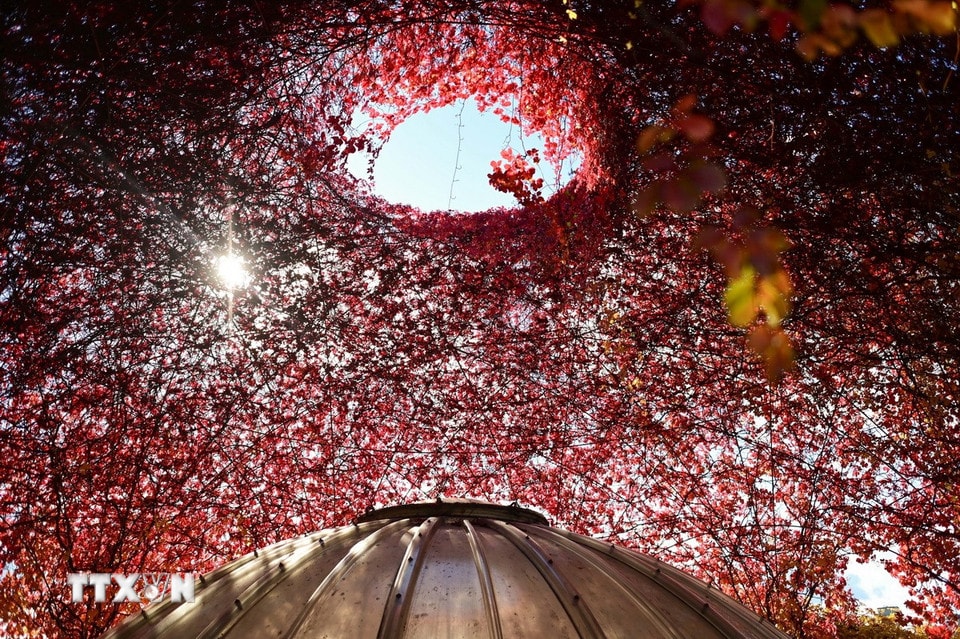 Lá cây nhuộm sắc đỏ tại Warsaw, Ba Lan. (Ảnh: THX/TTXVN)