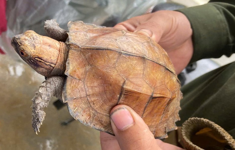 Công an xã Trà Leng, Đà Nẵng cứu hộ, thả cá thể rùa đầu to quý hiếm về tự nhiên. Ảnh: CACC