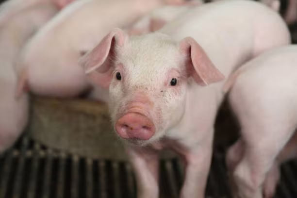 Giá lợn hơi chưa dừng đà giảm