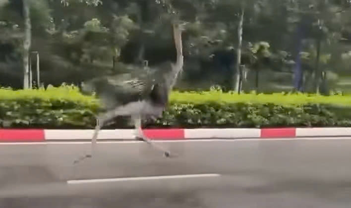 Chim đà điểu chạy trên đường. Ảnh cắt từ clip bạn đọc cung cấp