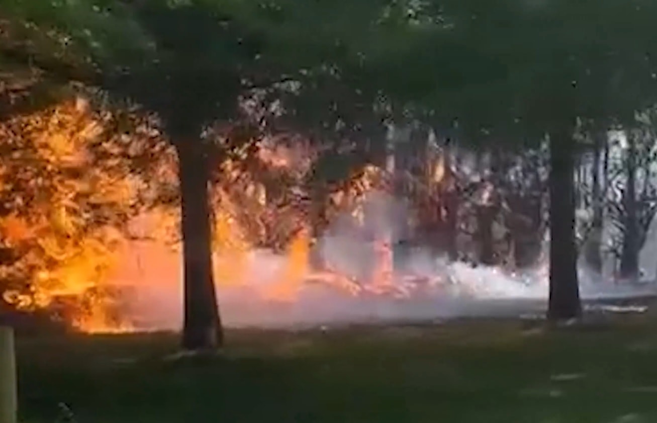 Chay rung new Zealand