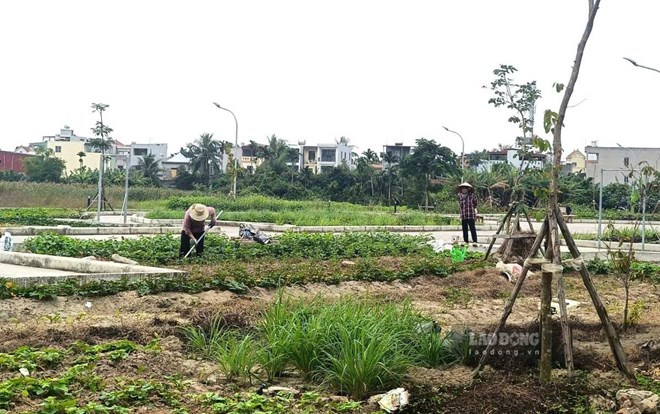 Vườn hoa gần 26 tỉ đồng ở Hải Phòng thành vườn rau