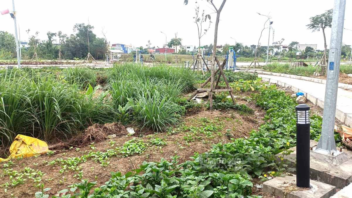 Nhiều người dân phản ánh việc vườn hoa được đầu tư hàng chục tỉ đồng nay chỉ được “phân lô” trồng rau. Ảnh: Hoàng Khôi