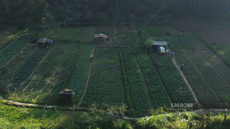 Người dân mong một mùa màng bội thu khi rau được giá. Ảnh: Đinh Đại