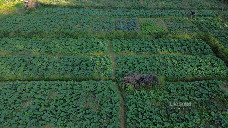 Những cánh đồng rau xanh mướt. Ảnh: Đinh Đại