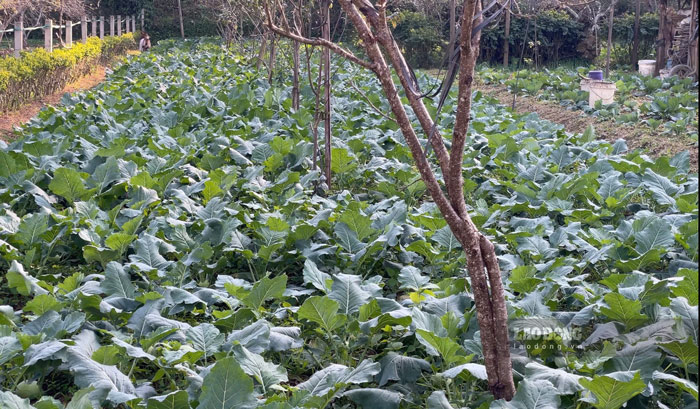 Nhiều loại rau vụ đông được trồng sẽ sớm đến ngày thu hoạch. Ảnh: Đinh Đại