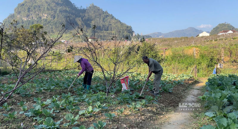 Người dân xã Bắc Hà, tỉnh Lào Cai chăm sóc rau vụ đông xuân để cung ứng dịp lễ. Ảnh: Đinh Đại