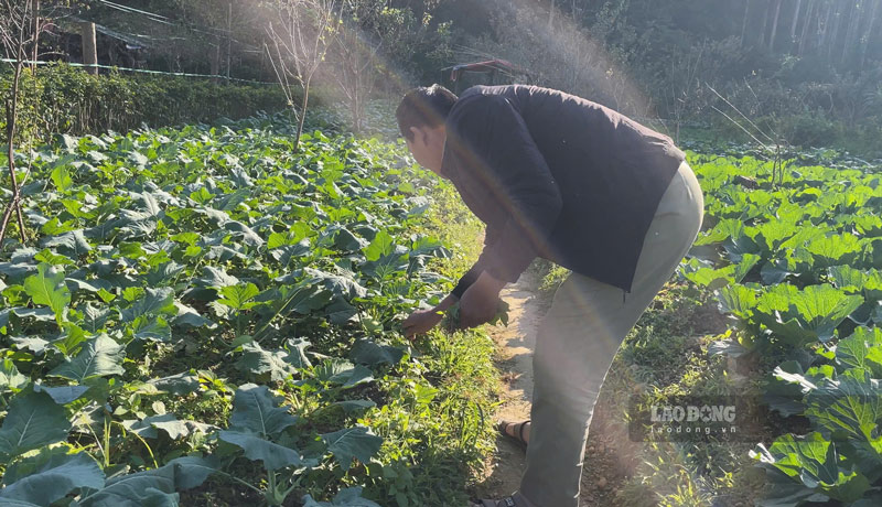 Công tác chăm rau, cuốc đất trồng cũng khẩn trương được triển khai. Ảnh: Đinh Đại