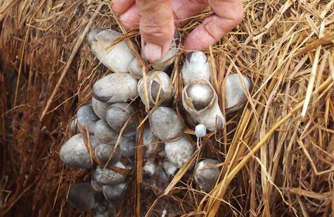 Giá nấm rơm tại ĐBSCL tăng cao do nguồn cung khan hiếm