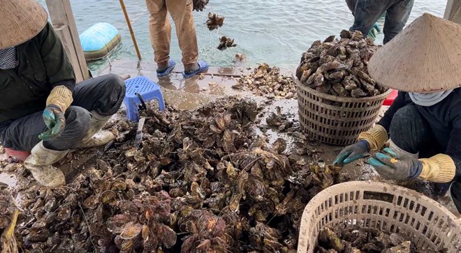 Thu hoạch hầu sữa tại vùng biển Vân Đồn. Ảnh: Đoàn Hưng