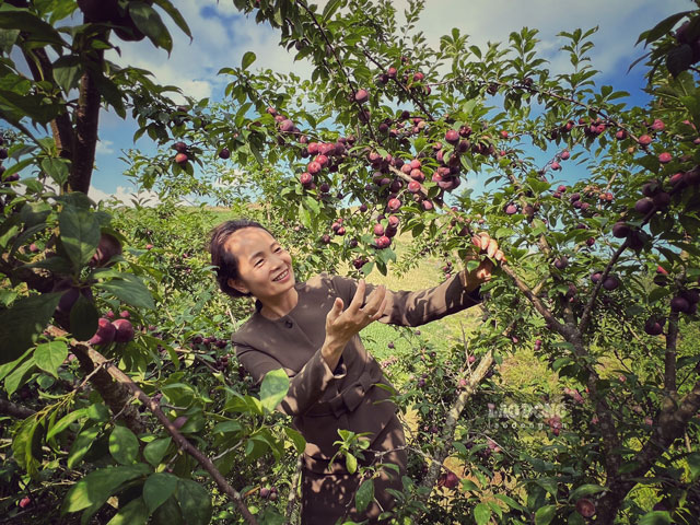 Trải nghiệm hái mận chín tại vườn ở bản Tả Van. Ảnh: An Vi