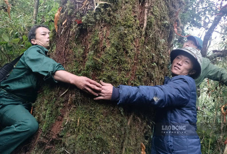 Những cây cổ thụ trong rừng nguyên sinh. Ảnh: Bảo Nguyên