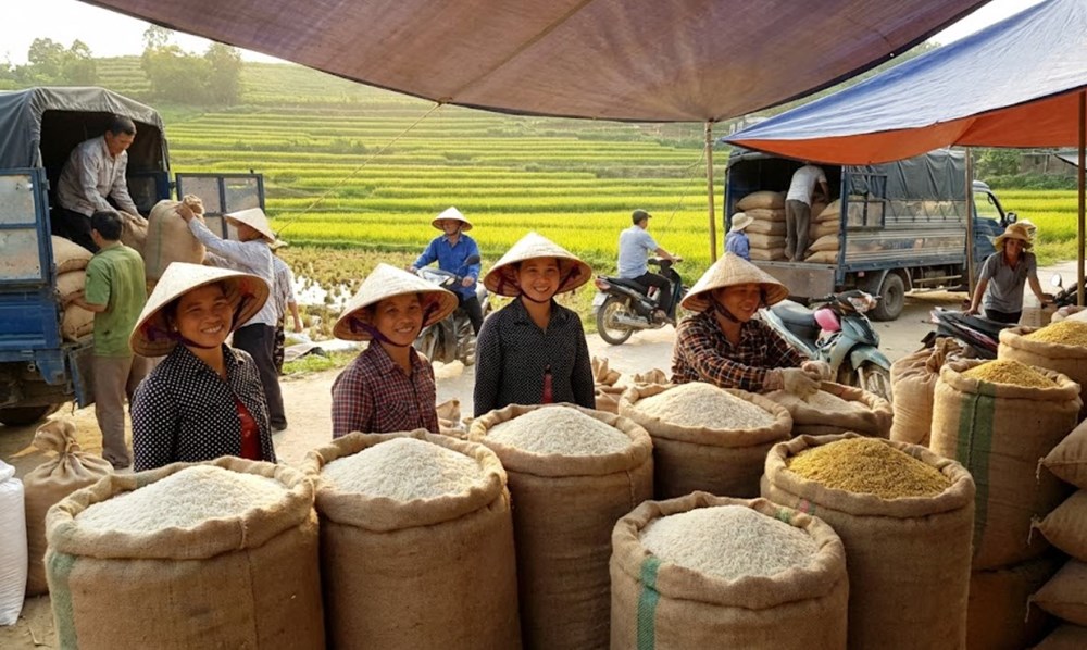 Giá lúa gạo ngày 12.12: Trong nước đứng vững, quốc tế giảm tốc - ảnh 1